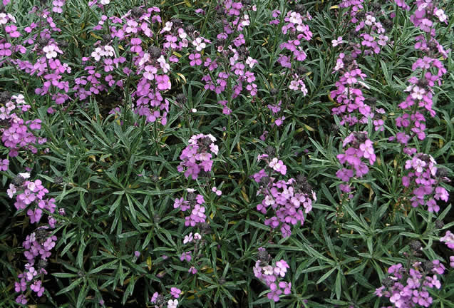 Erysimum linifolium Bowles Mauve wk.jpg